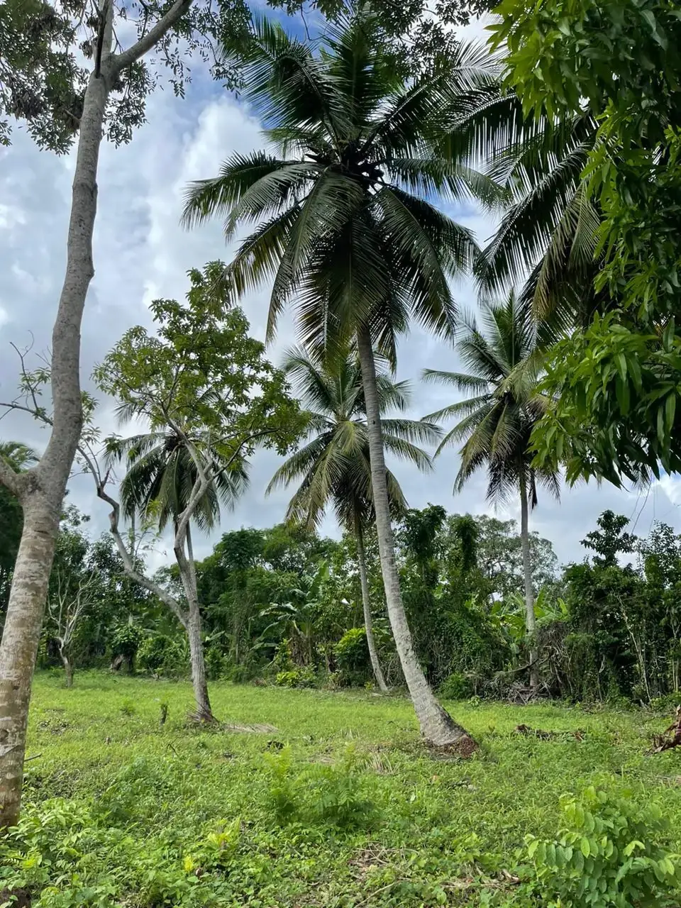 Costruadonais-3